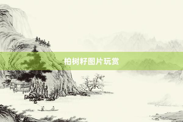 柏树籽图片玩赏